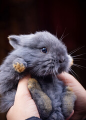 A soft and fluffy bunny held gently in a hand, showcasing its tiny, adorable features. A heartwarming moment of tenderness and cuteness, capturing the essence of love and care.