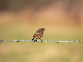 Female Stonechat Perched on a Stick