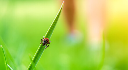 Bloodsucking tick poised on grass blade, highlighting nature's tension with passing pedestrian