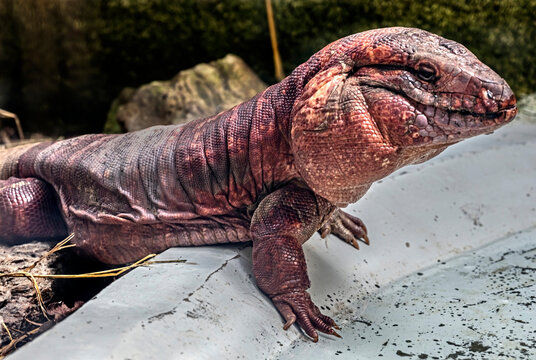 Red teju male at waterimg pool. Latin name - Salvator rufescens