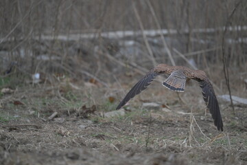 Common kestrel flying