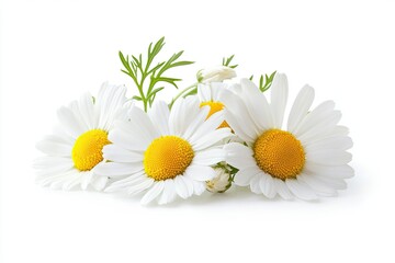 Fototapeta premium Chamomile flowers isolated on white background. space for text. chamomile flowers