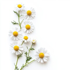 Chamomile flowers isolated on white background. space for text. chamomile flowers