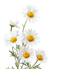 Chamomile flowers isolated on white background. space for text. chamomile flowers