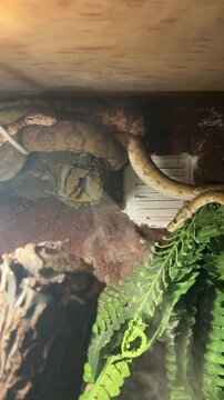 snake, python, reptiles in a terrarium