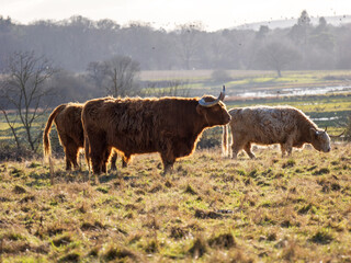 Backlit Highland Cattle in a Field