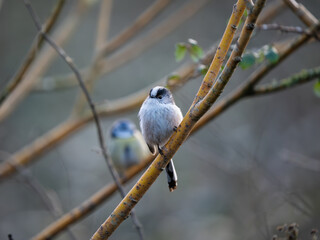 Long-tailed Tit Perched on a Branch