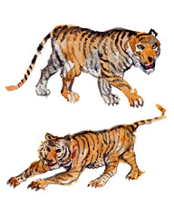 Watercolor paintings set of tigers with brush ink
