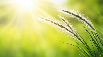 Fototapeta premium Tranquil nature-inspired background with soft-focus grass, golden sunbeams, and dreamy bokeh blur, ideal for environmental awareness and relaxation themes