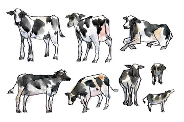 watercolor painting and ink sketching of cow 
