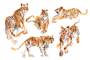 Watercolor paintings set of stylized tiger 
