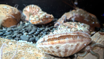 Close up of live Scallops underwater in a marine habitat. Sea shell in natural habitat. Fresh Sea food