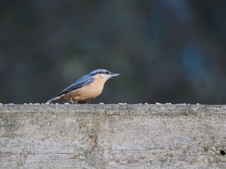Nuthatch Feeding on a Fence