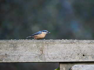 Nuthatch Feeding on a Fence