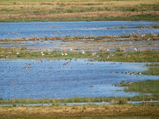 Large Flock of Black-tailed Godwit