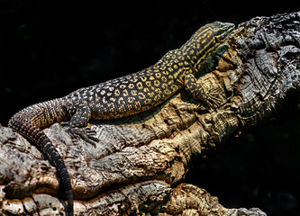 Fototapeta premium Ridge-tailed monitor on the branc. Latin name - Varanus acanthurus 
