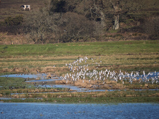 Large Flock of Black-tailed Godwit