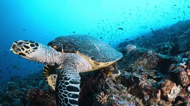 Hawksbill Sea Turtle Gracefully Navigating a Vibrant Coral Reef Ecosystem