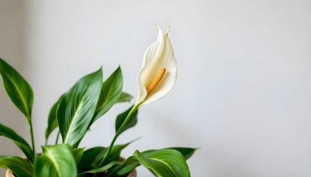 Un lirio de paz en una maceta de madera contra una pared blanca