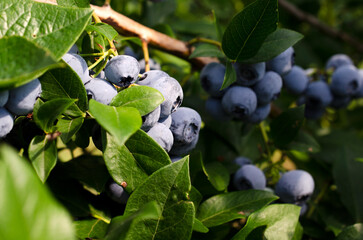 Fresh organic blueberries on a bush. Blueberry garden tasty, useful berry. Vaccinium corymbosum, tall blueberry. Ripe blueberries on a bush. Blueberry harvest in the garden.