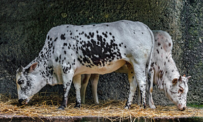 Zebu nano cows near the wall	