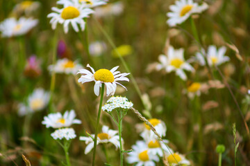 I coloratissimi fiori dell'altipiano di Castelluccio di Norcia nel Parco Nazionale dei Monti Sibillini, Umbria, Italia, in una soleggiata giornata di inizio estate