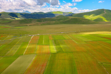 La coloritissima fioritura dell'altipiano di Castelluccio di Norcia nel Parco Nazionale dei Monti...