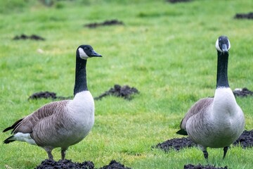 Two canada geese standing on green grass field with molehills