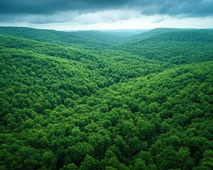Obraz premium Lush forest valley, aerial view, cloudy sky, nature.