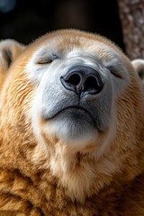Sleeping polar bear close-up, zoo enclosure, blurred background, wildlife conservation