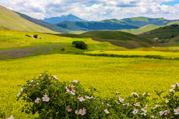 Paesaggi del Parco Nazionale dei Monti Sibillini tra Marche e Umbria in una soleggiata giornata estiva, Italia