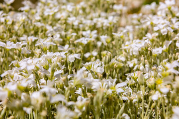 I coloratissimi fiori dell'altipiano di Castelluccio di Norcia nel Parco Nazionale dei Monti Sibillini, Umbria, Italia, in una soleggiata giornata di inizio estate