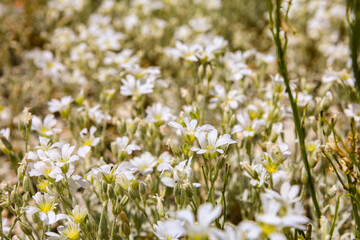 I coloratissimi fiori dell'altipiano di Castelluccio di Norcia nel Parco Nazionale dei Monti Sibillini, Umbria, Italia, in una soleggiata giornata di inizio estate