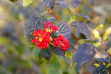 lantana camara, ornamental and medicinal plant red flower. spring