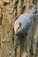 Eurasian nuthatch climbing head down a tree trunk