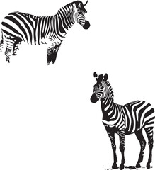 Two Zebra vector isolated on white background
