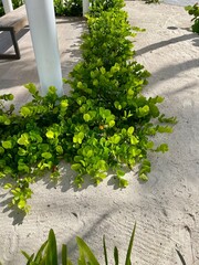 plants in the garden