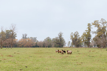 A flock of sheep grazing in a field in the fog