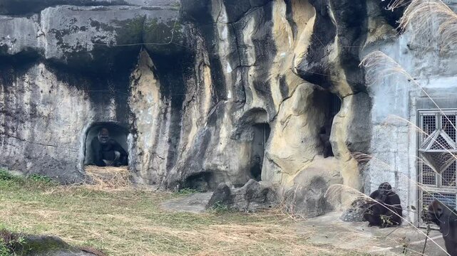 Gorillas in the zoo. Binomial name: Gorilla gorilla. They live in groups called troops that tend to be made of one adult male or silverback, multiple adult females and their offspring.