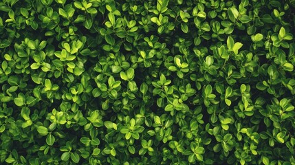 Lush green foliage background texture.