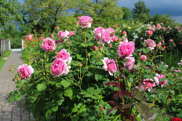 Romantic rose garden in summer sunlight. Blooming pink roses with lush greenery. Picturesque flower...