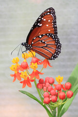 butterfly on flower