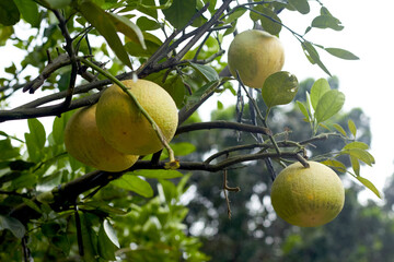A close-up image of a fresh and large pomelo fruit (Citrus maxima). This fruit features thick yellowish-green skin with a distinctive porous texture. The sliced fruit reveals its juicy, fresh pink or 