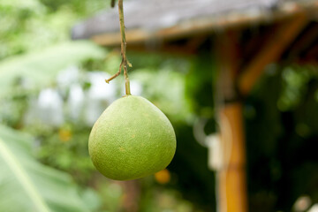 A close-up image of a fresh and large pomelo fruit (Citrus maxima). This fruit features thick yellowish-green skin with a distinctive porous texture. The sliced fruit reveals its juicy, fresh pink or 