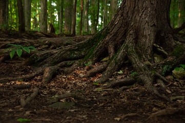 A close-up of roots above the ground covered in moss in a forest