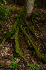 A close-up of roots above the ground covered in moss in a forest