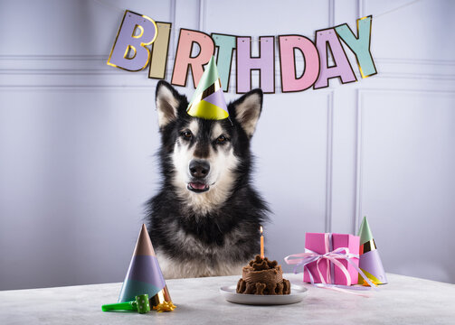 Dog birthday concept with malamut and cake