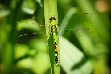 dragonfly on a leaf