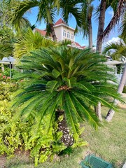 tropical garden with palm trees