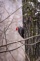 Red-headed wood pecker portrait 